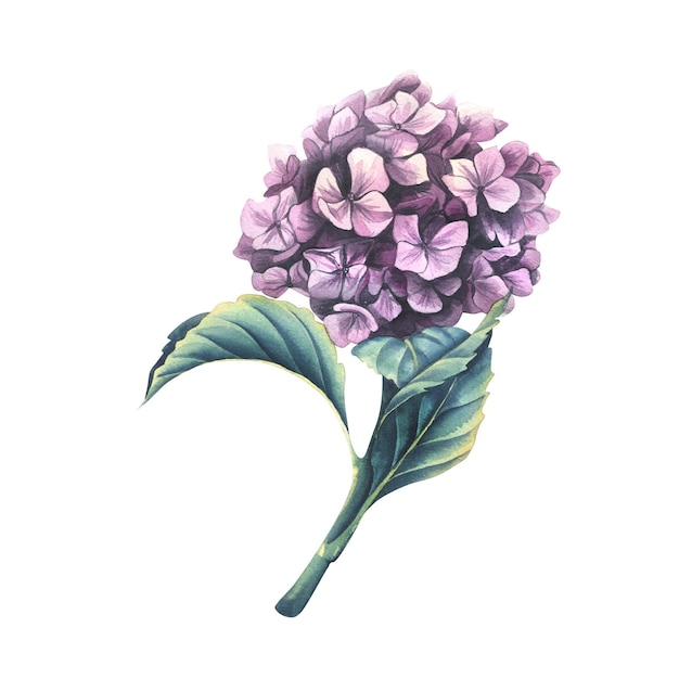 Różowy kolorowy kwiat hortensji z łodygą i liśćmi Akwarela ilustracja Wyizolowany obiekt z dużego zestawu KWIATÓW ŚLUBNYCH Do dekoracji i kompozycji zaproszeń wystroju