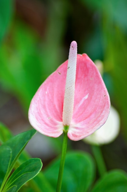 Różowy kwiat anthurium