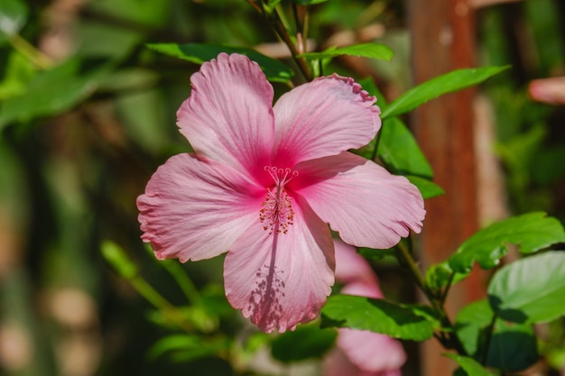 Różowy kwiat buta to kwitnący Hibiscus rosa sinensis