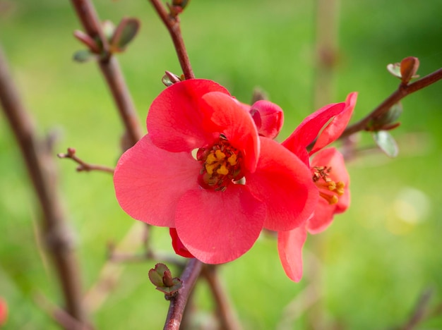 Różowy kwiat Chaenomeles japonica na zbliżenie gałęzi