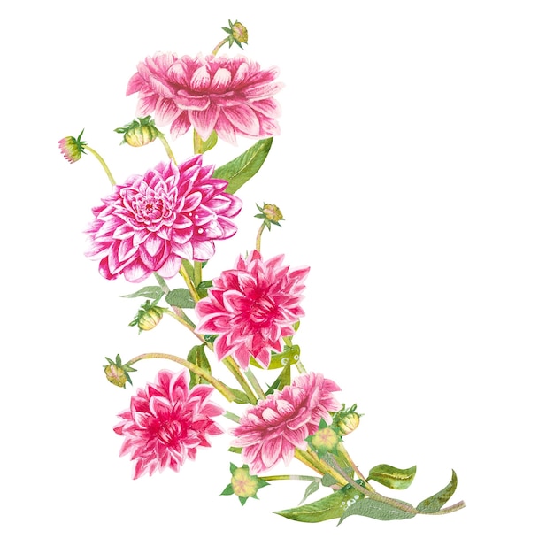 Różowy kwiat dahlii rysowany ręcznie w akwarelach Kwiaty dahlii z zielonymi liśćmi i łodygami Dla projektu