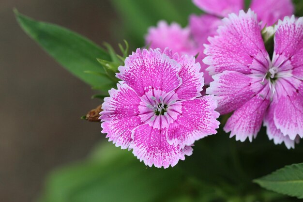 Zdjęcie różowy kwiat dianthus w kwitnieniu