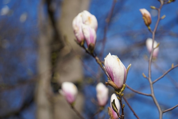 Różowy kwiat drzewa magnolii niewyraźne tło