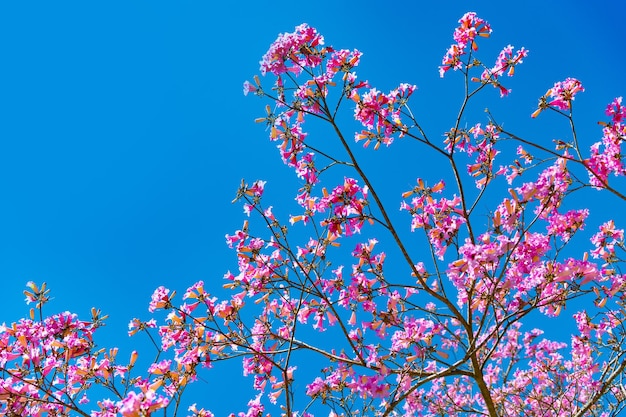 Różowy kwiat drzewa sakura na błękitnym niebie w wiosennej przestrzeni kopii