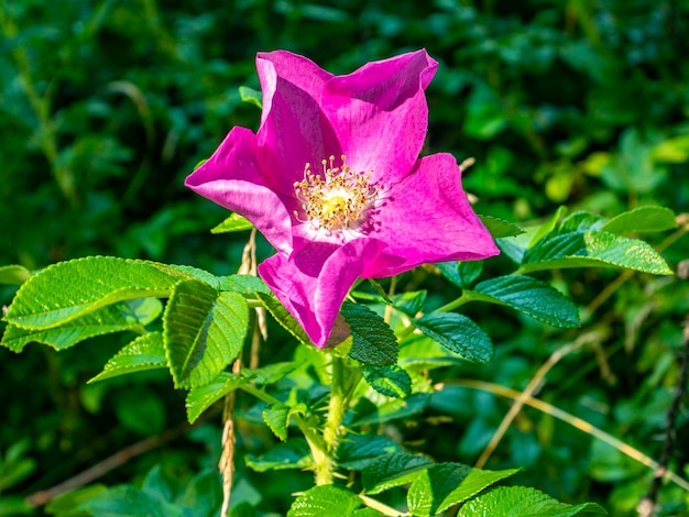 Różowy kwiat dzikiej róży na tle zielonych liści