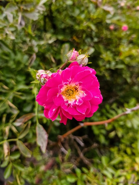 Różowy kwiat dzikiej róży z zamkniętymi pąkami Zbliżenie kwitnącej rośliny leczniczej Selektywne skupienie