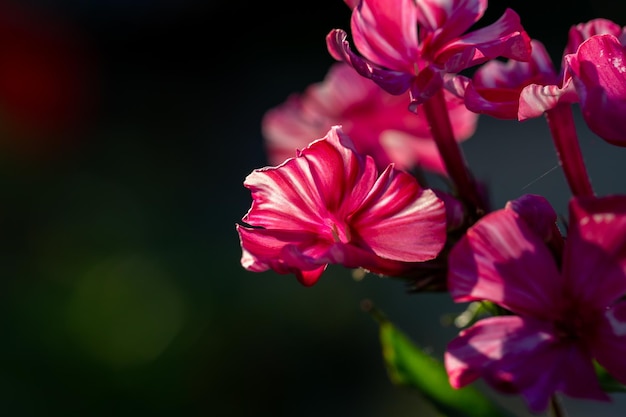 Różowy kwiat floks makrofotografii w słoneczny letni dzień