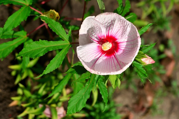 Różowy Kwiat Hibiskusa W Ogrodzie