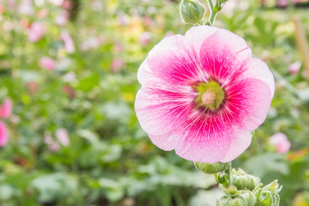 różowy kwiat hollyhock w parku