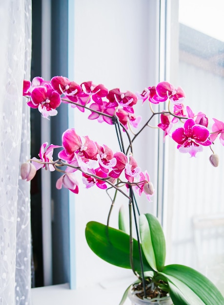 Różowy kwiat i liście orchidei phalaenopsis w doniczce na parapecie w domu Pielęgnacja rośliny doniczkowej