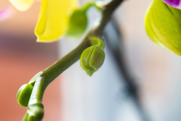 Różowy kwiat i liście orchidei phalaenopsis w doniczce na parapecie w domu Widok makro zbliżenie Dekoracja wnętrz pokoju