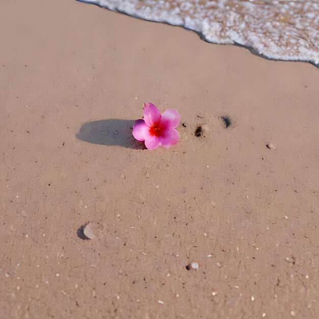 Różowy kwiat jest na plaży w piasku.