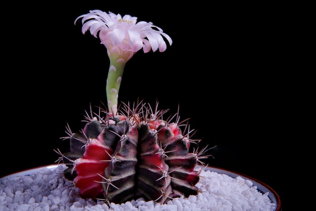 Różowy kwiat kaktusa gymnocalycium kwitnący na czarnym tle