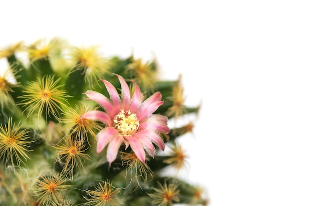 Zdjęcie różowy kwiat kaktusa kwitnący na białym tle