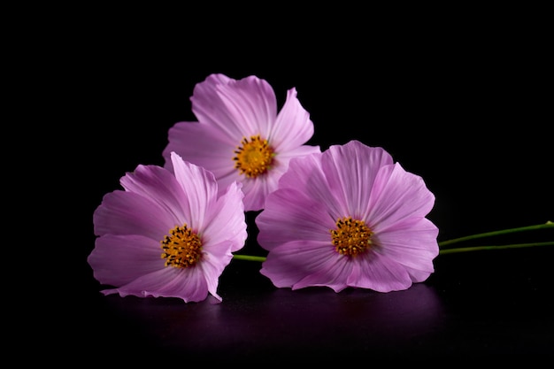 Różowy Kwiat Kosmosu (cosmos Bipinnatus) Na Czarnym Tle. Plakat.