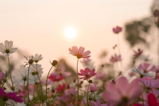 Różowy kwiat kosmosu w ogrodzie z czasem zachodu słońca