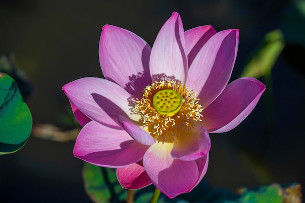 Różowy kwiat lilii wodnej Kwiat lotosu na wyspie Bali Indonezja