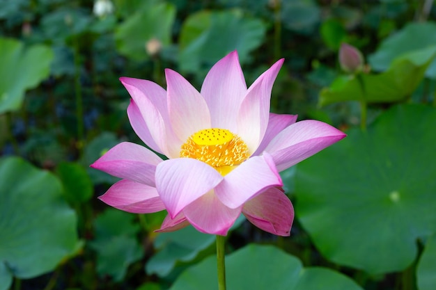 Różowy kwiat lotosu kwitnący w stawie z zielonymi liśćmi