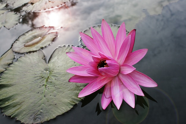 Zdjęcie różowy kwiat lotosu piękny lotos