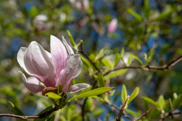 Zdjęcie różowy kwiat magnolii