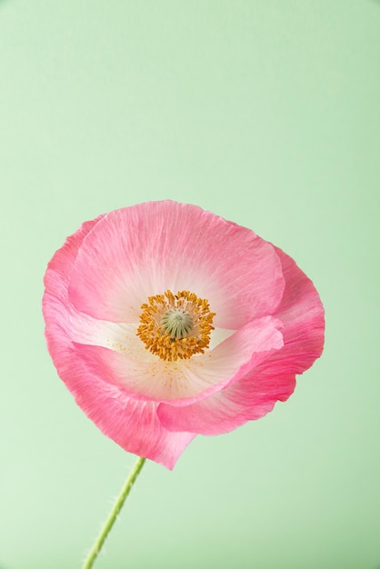 Różowy kwiat maku na zielonym tle z bliska