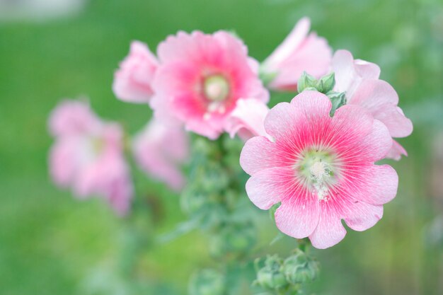 Różowy kwiat malwa Alcea rosea