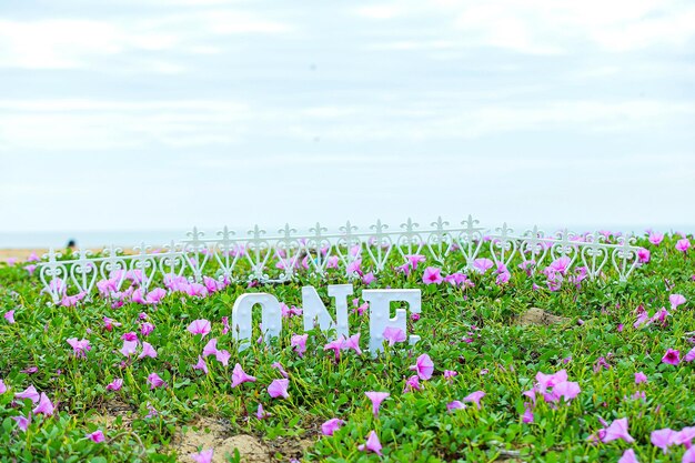 różowy kwiat na plaży z tekstem jeden