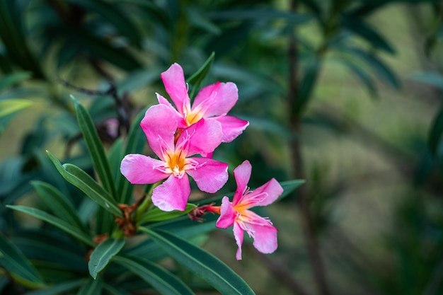 Różowy kwiat Nerium oleander potocznie zwany różanym wawrzynem lub rzymskim wawrzynem z rodziny Apocynaceae piękne lato w ogrodzie