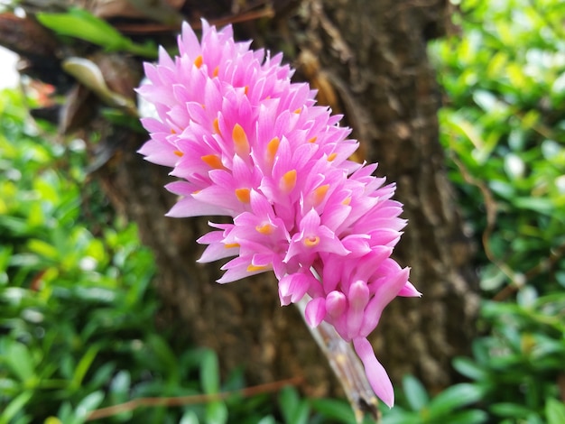 Różowy kwiat, orchidea szczoteczka do zębów