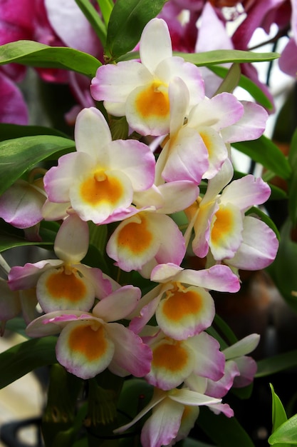 Różowy kwiat orchidei dendrobium w ogrodzie