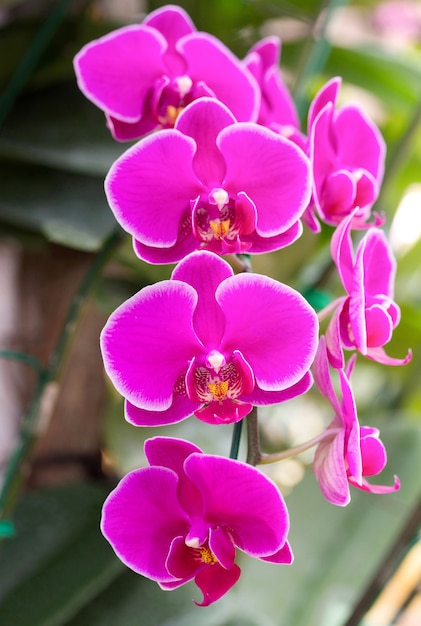 różowy kwiat orchidei phalaenopsis