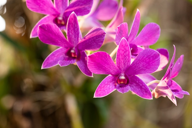 Różowy kwiat orchidei w ogrodzie