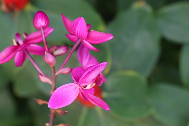 różowy kwiat orchidei w tropikalnych