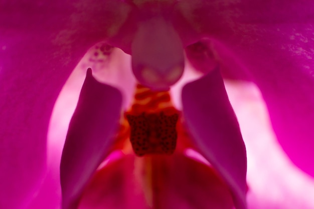 Różowy kwiat orchidei z bliska zdjęcie makro Zmysłowe zdjęcie z orchideą do projektowania kart