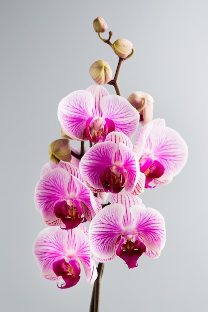 Różowy kwiat orchidei
