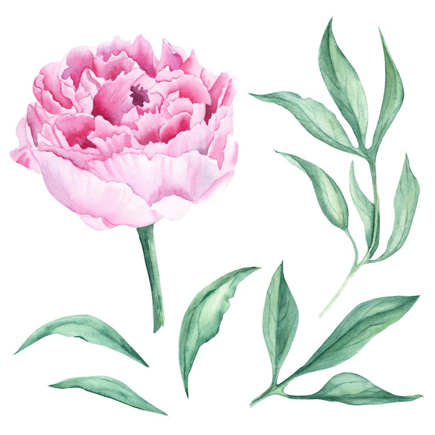Różowy kwiat piwonii akwarela i zielonych liści ręcznie rysowane ilustracja botaniczna na białym tle