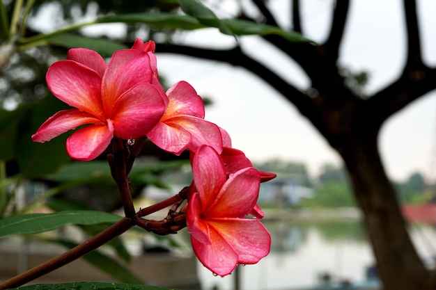 Różowy kwiat plumeria rubra lub kwiat frangipani.