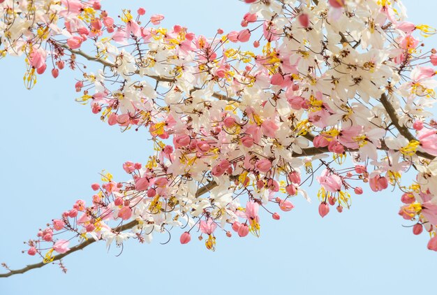 Różowy kwiat prysznicowy (Cassia javanica)