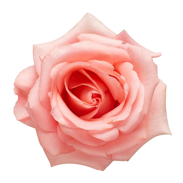 Różowy kwiat róży na białym tle Karta ślubu panna młoda Powitanie Lato Wiosna Płaski widok z góry Miłość Walentynki