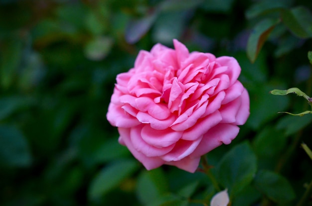 Różowy kwiat róży na krzaku