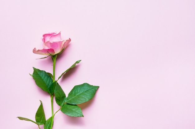 Różowy kwiat róży na różowo