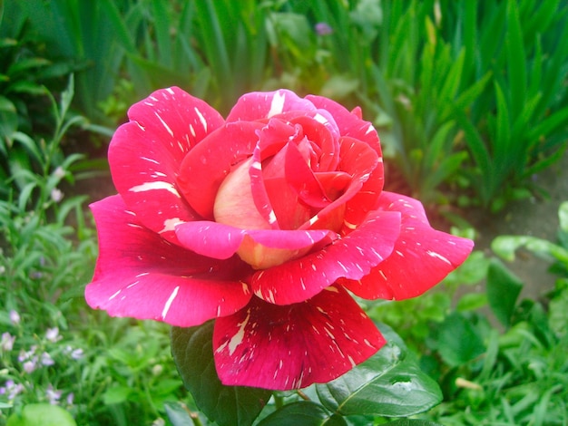 Różowy kwiat róży na zdjęciu liści