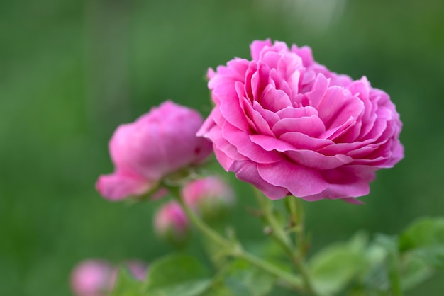 Różowy kwiat róży w ogrodzie