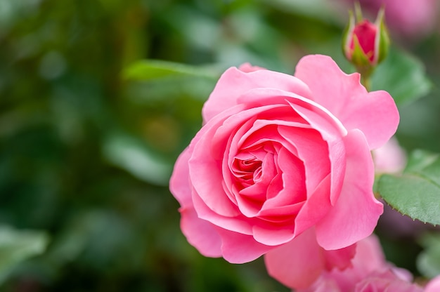Różowy kwiat róży z pąkami w ogrodzie róż.