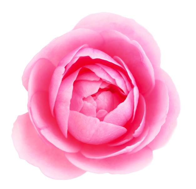 Różowy kwiat róży