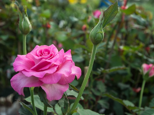 Różowy kwiat róży