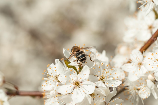 Różowy kwiat sakura kwitną w sezonie wiosennym Vintage słodki kwiat wiśni miękki ton tekstury tła