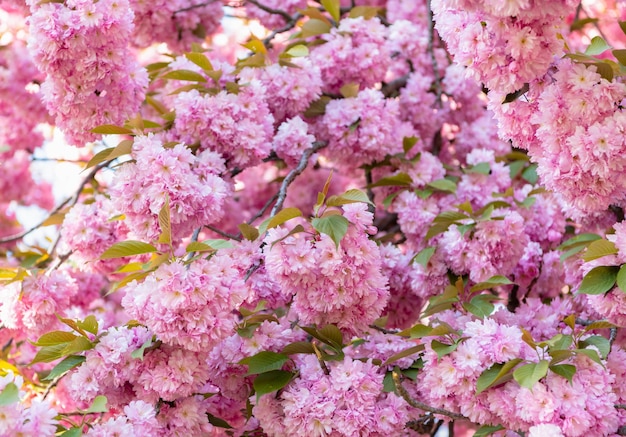 Różowy kwiat sakura na kwitnącej wiosennej gałęzi sakura