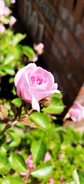 Różowy kwiat w letnim słońcu