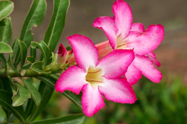 różowy kwiat w ogrodzie botanicznym